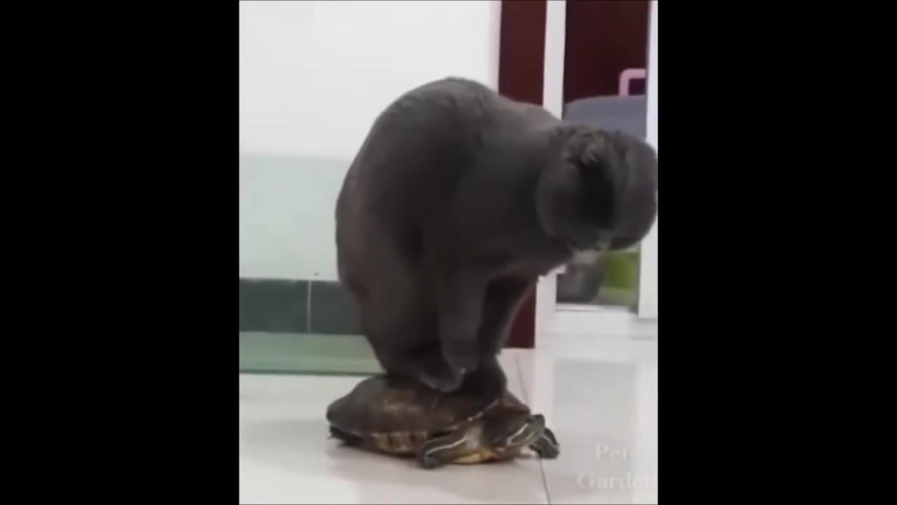 Best 2024😄 Funniest Animal Funny Compliation😄 Try not to laugh