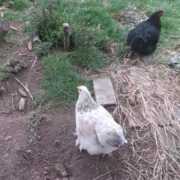 Party in the garden, the chickens have left the run!!!