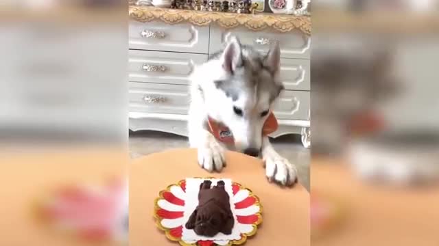 Funny Dogs Reaction To Cutting Cake