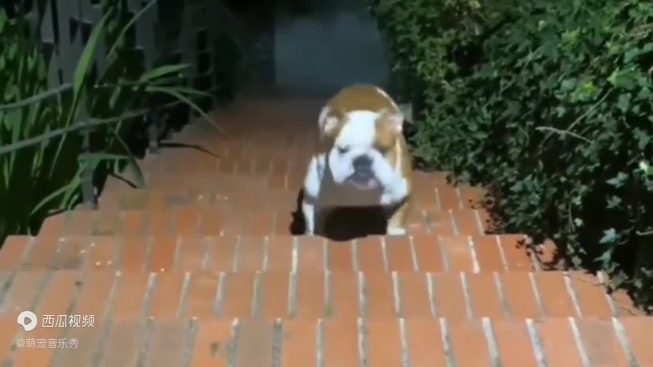 A collection of hilarious dogs going down the stairs