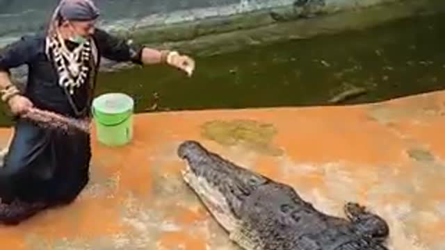 Domador de crocodilo