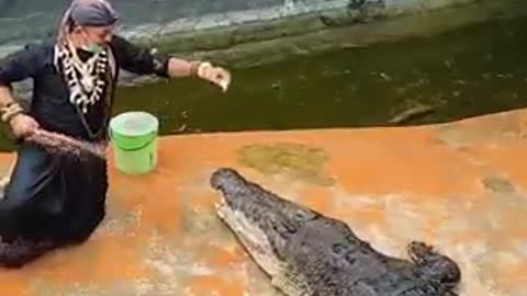Domador de crocodilo
