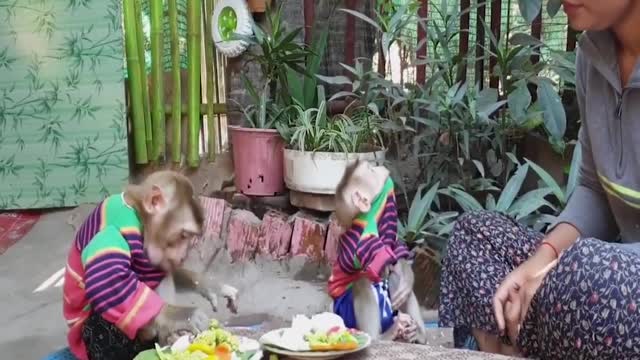 Mommy cooking vegetable breakfast baby monkey