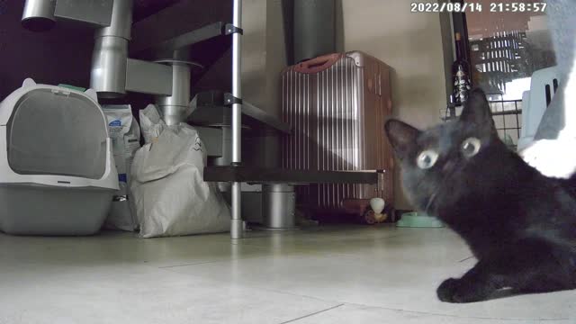 The first day home of the black cat