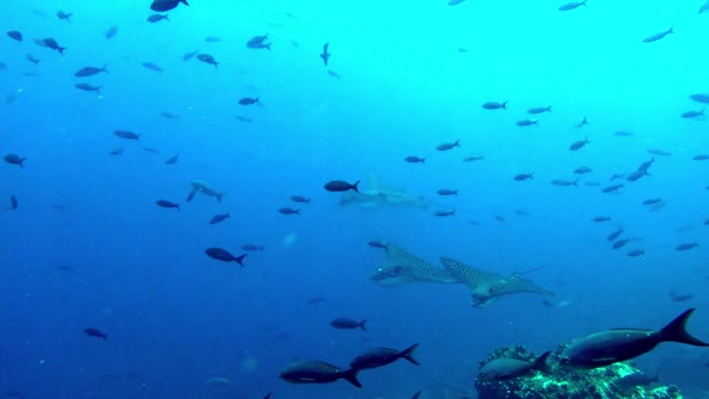 Stingrays in perfect formation drift past