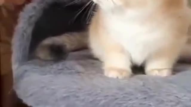 #funny #cats shorts,#shorts,youtube shorts,cats