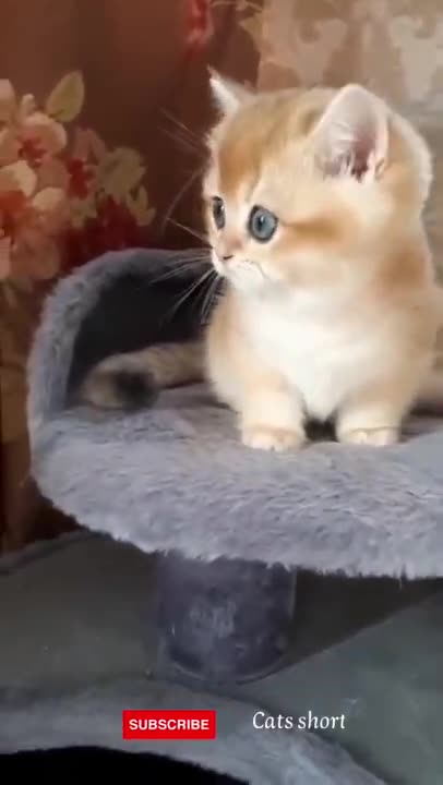 #funny #cats shorts,#shorts,youtube shorts,cats