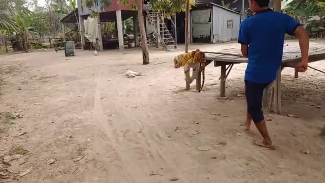 wow nice! fake tiger prank on dogs funny reaction