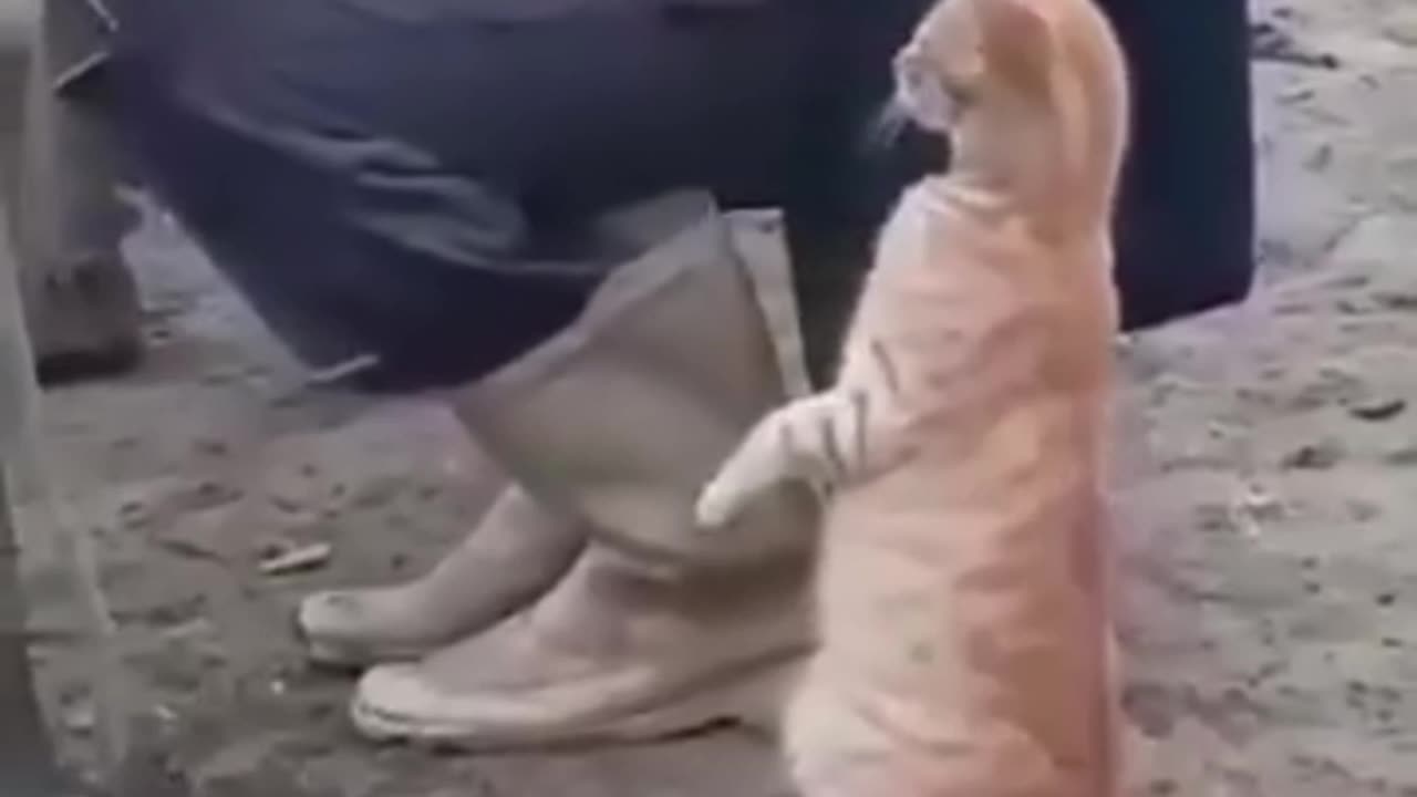 cat try to drink milk his master