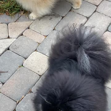 Cute puppies in the garden