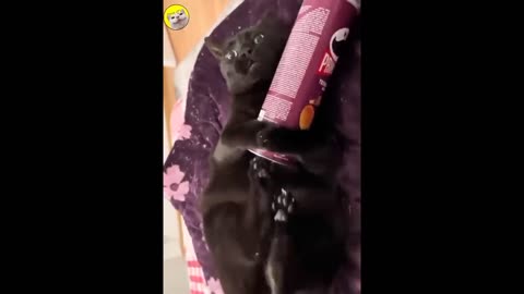 ry Not To Laugh Cats And Dogs Videos 😁 - New Funny Animals Video 2024