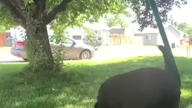 Adorable dog playing with butterflies