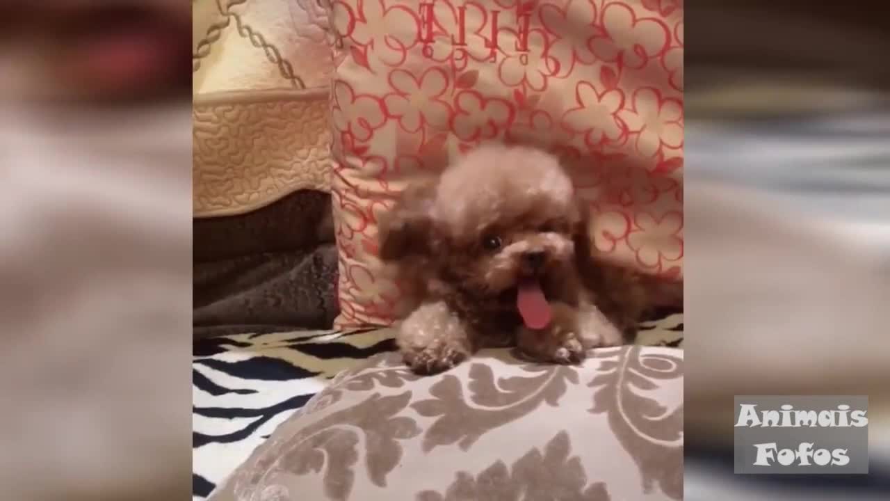 Funny Animal Videos, Cat and Dog Try Not to Laugh;.