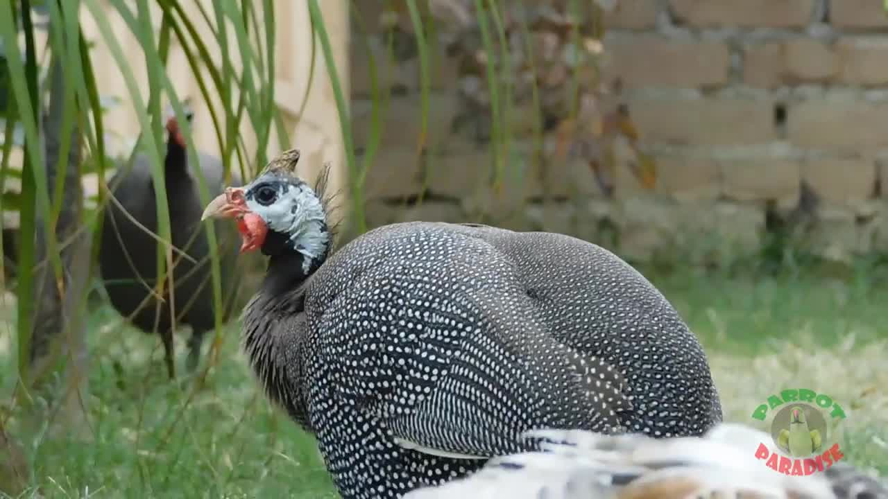 Guineafowl bird