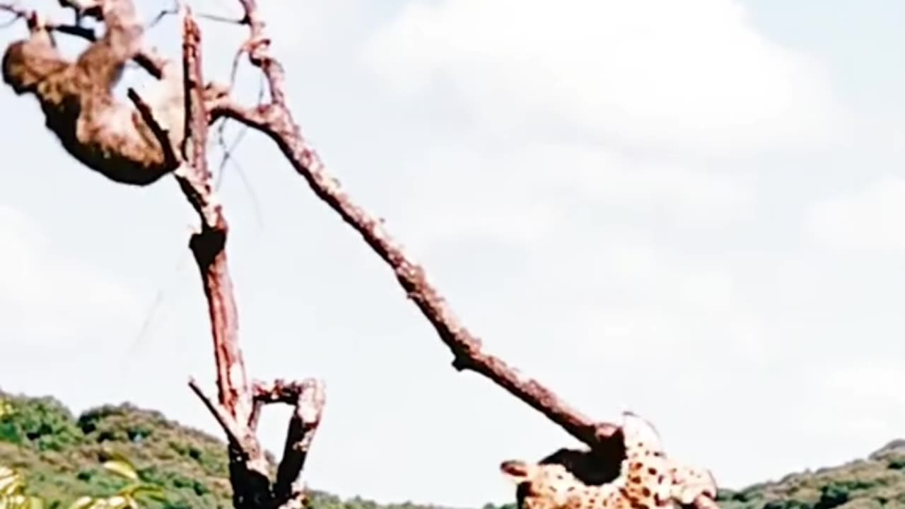 Wildlife