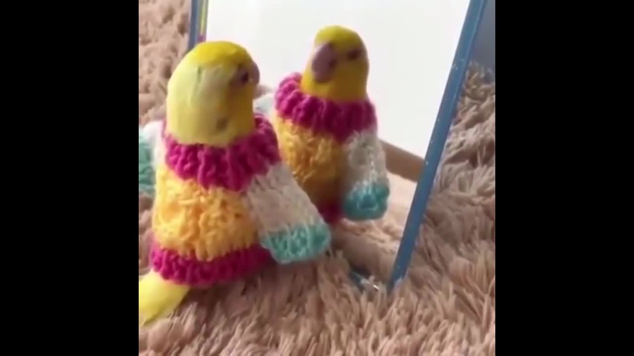 CuteParrotsVideosCompilationcutemomentoftheanimalsSooCute1p3