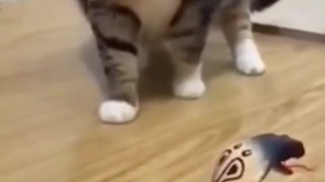 Funny cats. #funnycats #funnymoments #shorts