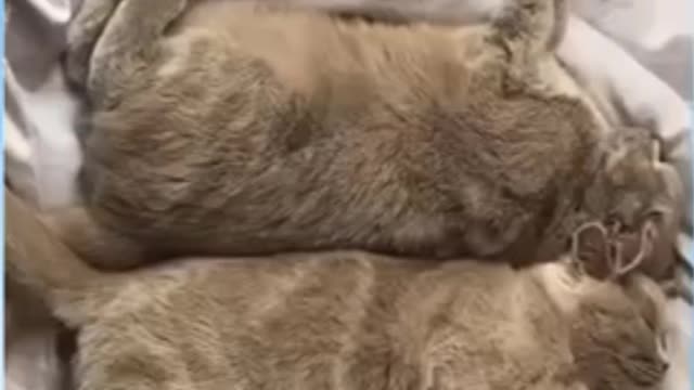 Top_05_Funny_Cat_Videos_of_The_Weekly_-_TRY_NOT_TO_LAUGH_#001