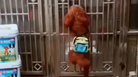 funny dogs video