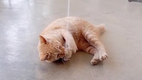 Cute cat is playing with a string of yarn