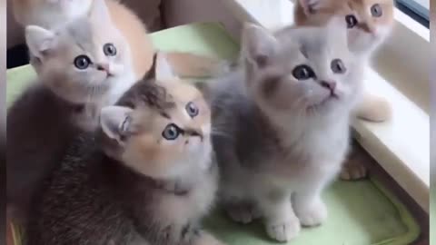 Cute Animals Baby - Videos Compilation Cutest Moment of the Animals