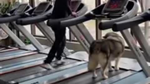 Dog running 🤣 shorts