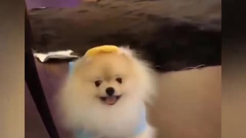 Mini Pomeranian - Funny and Cute Pomeranian Videos #8 #FunniestPets