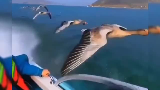 When birds are guides to our destination