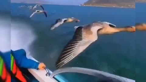 When birds are guides to our destination