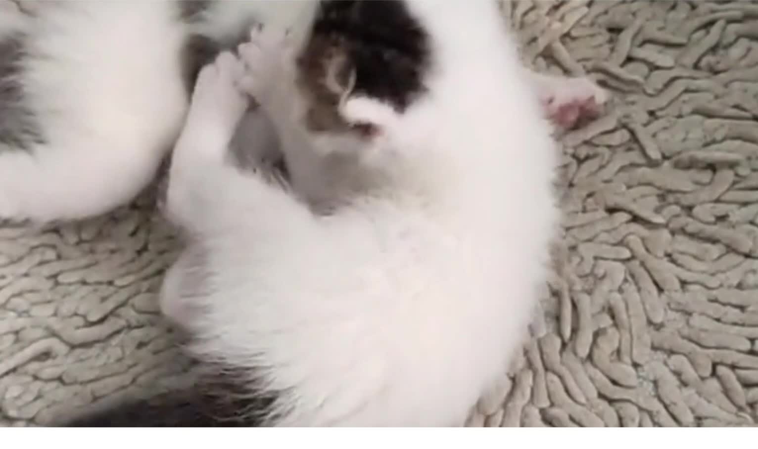 Baby animals
