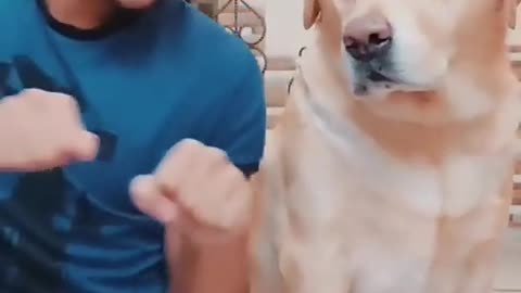 Funny Cat and Dog