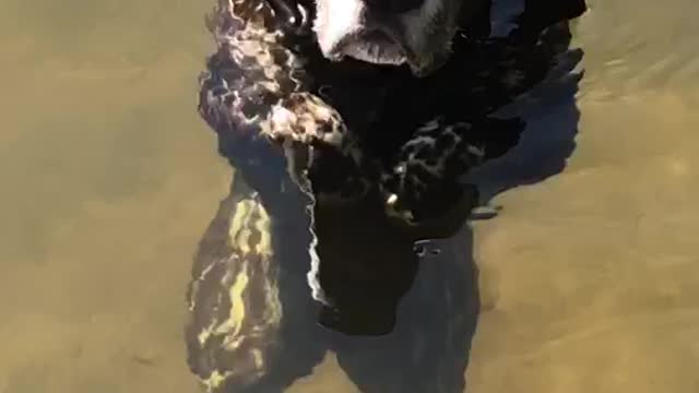 Cute dog video 🤩