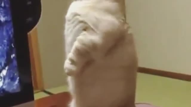 Cat shows you how to stand up for yourself