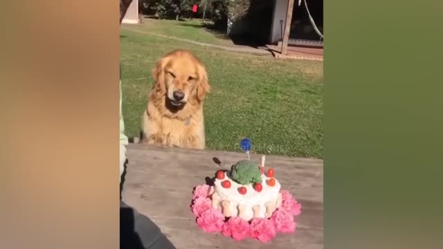 Dog Reaction to Cutting Cake Funny Dog Cake Reaction Compilation!