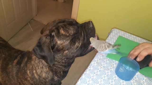 Playful Budgie Loves Her New Bullmastiff Friend