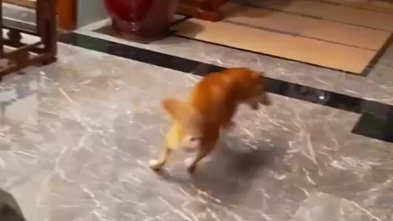 Fight cat and dog