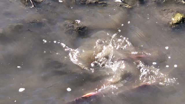 Kokanee Salmon Run Up The Strawberry River, Utah
