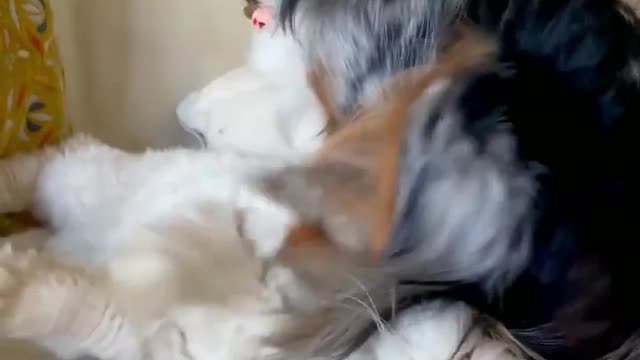 Cat and Dog Funny Video 😍🐕😹