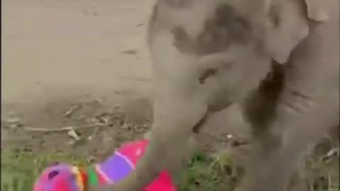 Elephant funny video