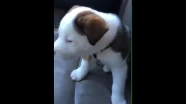 Dog gets angry at his own hiccups