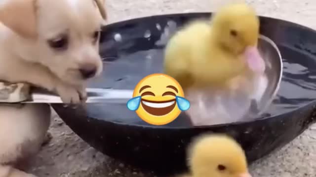 😻😇This is Why Funny Cute 🐈😻Animals videos is Going Viral🐶😍