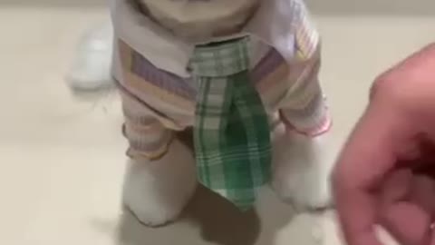 Fashionable Pup, Funny