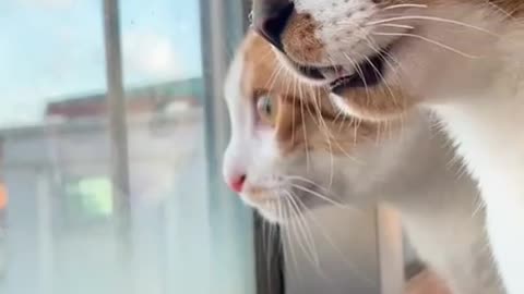 wir können nur zuschauen.