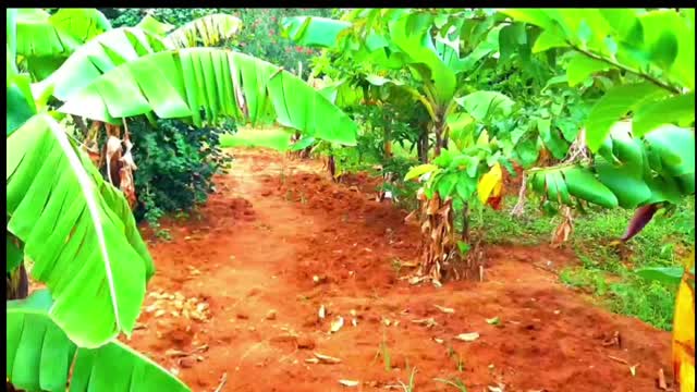 My garden