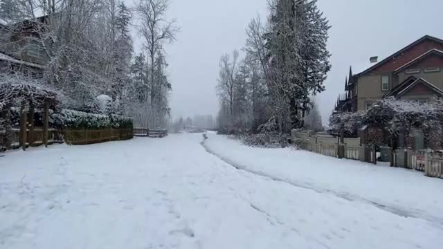 relax fresh fallen snow great music husky dog enjoying winter