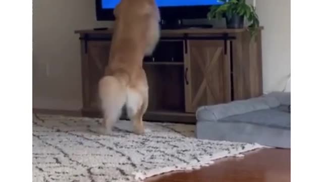 Funny dog video