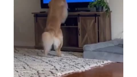 Funny dog video