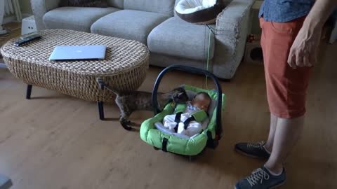 Cats Meeting Babies for the FIRST Time - Compilation