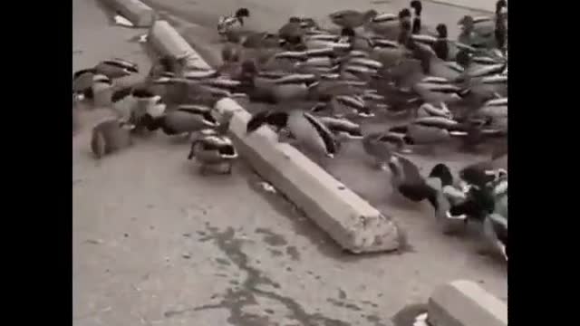 The ducks got lost