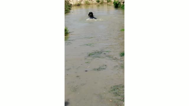 buffalo video